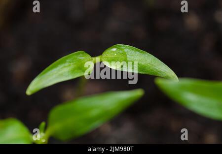 Grüner Tomatensämling mit Tau-Wassertropfen Stockfoto