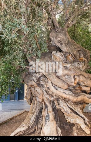 Alter Olivenbaum (Olea europaea) Palma Mallorca Stockfoto