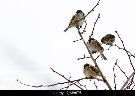 Gefrorene Sperlinge auf den Ästen eines Busches Stockfoto