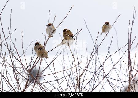 Gefrorene Sperlinge auf den Ästen eines Busches Stockfoto