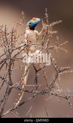 Ground Agama (Agama aculeata) Kgalagadi Transfortier Park, Südafrika. JPG Stockfoto