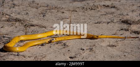 Cape Cobra (Naja nivea) Kgalagadi Transfortier Park, Südafrika. JPG Stockfoto