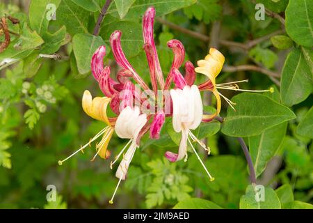 Lonicera henryi, Rote Geißelbohne Stockfoto