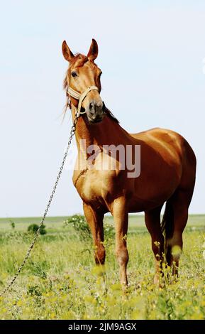 Braunes Pferd, das auf dem Feld steht Stockfoto