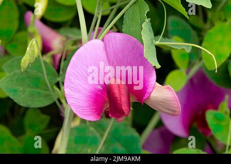 Lathyrus latifolius, ewige süße Erbse Stockfoto