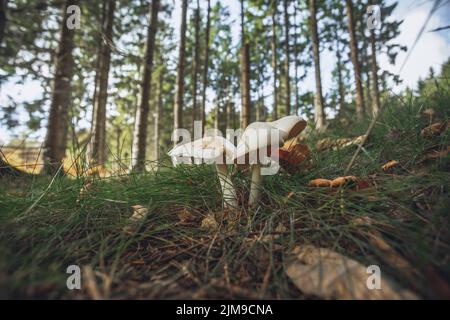 Tricholoma stiparophyllum im Wald der dänischen Hauptstadtregion Stockfoto