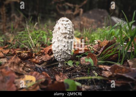 Coprinus comatus - der Shaggy Inkcap Pilz im Wald der dänischen Hauptstadt Stockfoto