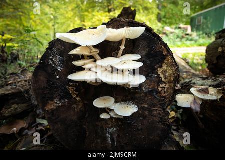Weiße Pilze wachsen auf einem geschnittenen Baum im Wald in Dänemark Stockfoto