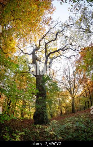Alte Bäume mit welligen Zweigen im Wald der dänischen Hauptstadt Stockfoto