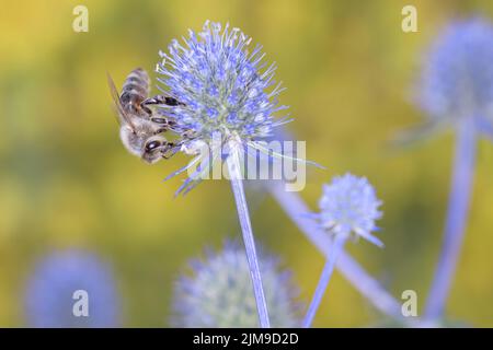 Biene - Apis Mellifera - Bestäubt Die Blüten Des Palmblättrigen Mannstreu - Eryngium Palmatum Stockfoto