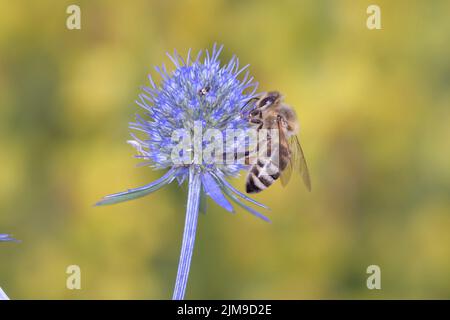 Biene - Apis Mellifera - Bestäubt Die Blüten Des Palmblättrigen Mannstreu - Eryngium Palmatum Stockfoto