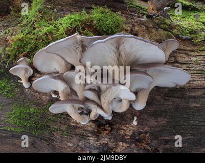 Grauer Austernpilz - Pleurotus ostreatus Stockfoto