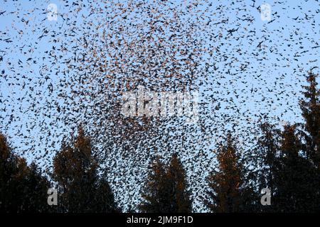 Bramblinge schwärmen über Fichte, Hasel 2015 Stockfoto