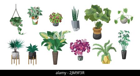 Verschiedene Pflanzen in Töpfen flache Vektor-Illustrationen Set. Innenblumen in Pflanzgefäßen, Blumentöpfen oder Vasen mit Zimmerpflanzen: begonia, Alocasia isoliert o Stock Vektor