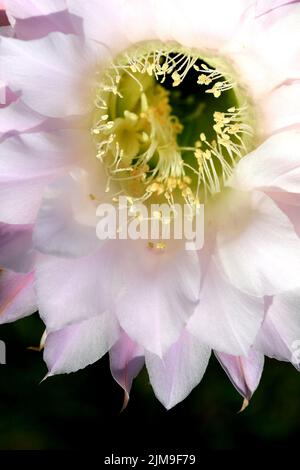 Echinopsis Multiplex Stockfoto