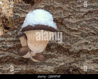 Austernpilze mit Schnee Stockfoto