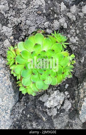 Sukkulenten Pflanzen im Garten. Aeonium lindleyi Pflanzen. Sukulente Pflanze für Landschaftsgestaltung im Hof. Draufsicht. Stockfoto