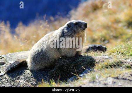 Alpenmurmeltier in Hohen Tauern, Nationalpark, Österreich, Europa, Marmota marmota Stockfoto