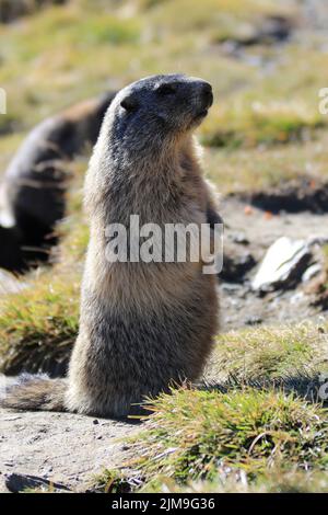 Alpenmurmeltier in Hohen Tauern, Nationalpark, Österreich, Europa, Marmota marmota Stockfoto