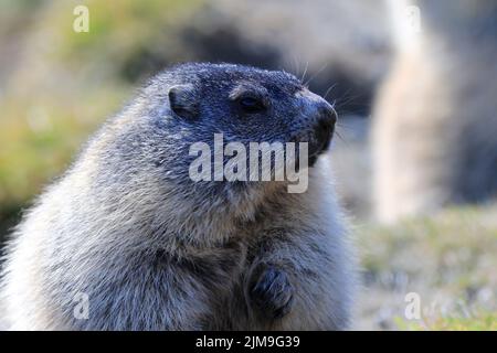 Alpenmurmeltier in Hohen Tauern, Nationalpark, Österreich, Europa, Marmota marmota Stockfoto