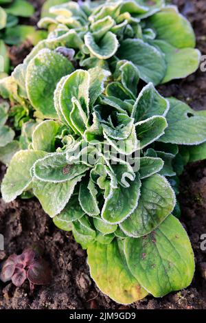 Maissalat (Valerianella locusta) im Garten mit Reifrost. Stockfoto