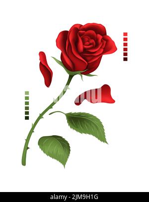 Rose Handzeichnung und Netz farbig. Eine blühende Rosenknospe. Vektorgrafik. Stock Vektor