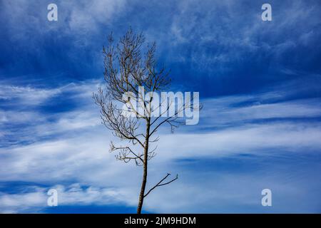 Einsamer Baum isoliert gegen blauen Himmel mit weißen flauschigen Wolken Stockfoto