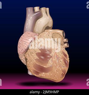 Anatomiedarstellung eines menschlichen Herzens Stockfoto