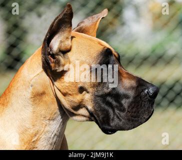 Great Dane Dog Outdoor-Porträt über verschwommenen Hintergrund Stockfoto