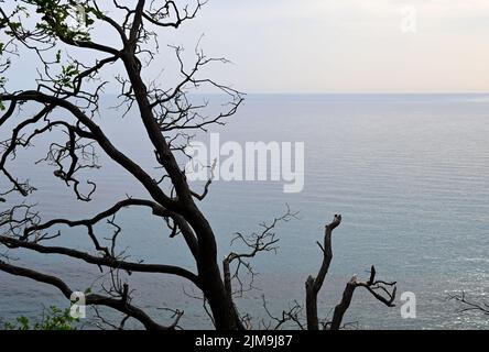 Baumzweig und Blick auf die Adria in Montenegro an einem bewölkten Tag Stockfoto