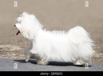 Maltese Terrier Hund zu Fuß über verschwommenen Hintergrund Stockfoto
