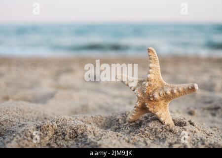 Meer Muscheln Seesterne auf tropischen Sand türkisfarbenen karibischen Sommerurlaub Reisen Symbol Stockfoto