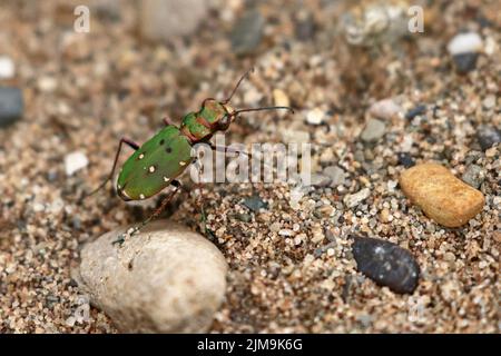 Green Tiger Beetle im Marford Quarry in der Nähe von Wrexham Wales, Großbritannien Stockfoto