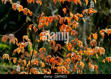 Abgestorbene Blätter auf dem Baum, im Hintergrund. Stockfoto