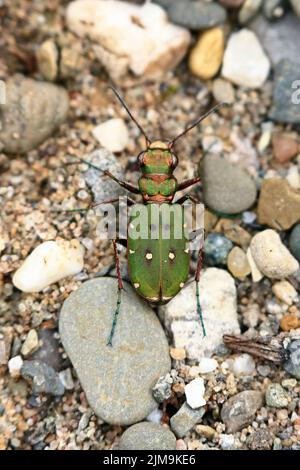 Green Tiger Beetle im Marford Quarry in der Nähe von Wrexham Wales, Großbritannien Stockfoto