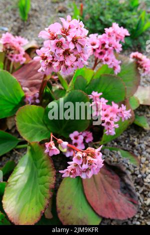 Bergenia crassifloria. Blüht im Frühling und Herbst. Stockfoto