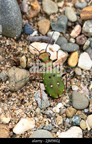 Green Tiger Beetle im Marford Quarry in der Nähe von Wrexham Wales, Großbritannien Stockfoto