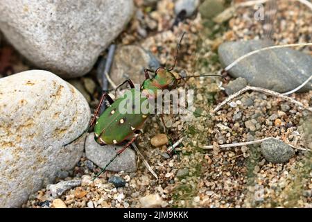 Green Tiger Beetle im Marford Quarry in der Nähe von Wrexham Wales, Großbritannien Stockfoto