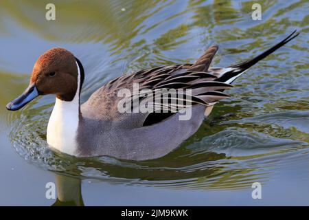 Eine männliche nördliche Pintail 'Anas acuta' Stockfoto