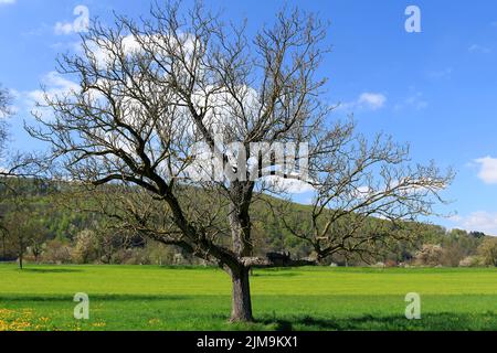 Kleine Eule Nistkasten auf einem alten Walnussbaum. Stockfoto