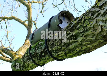Steinkauz-Brutrohre auf altem Nussbaum. Kleine Eule Nistkasten auf einem alten Walnussbaum. Stockfoto