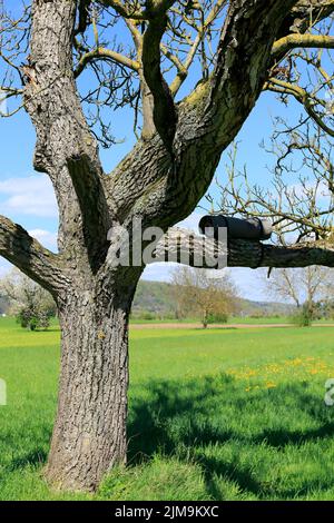 Kleine Eule Nistkasten auf einem alten Walnussbaum. Stockfoto
