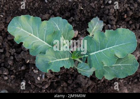 Brokkoli, Â´Brassica oleracea var.Â´ Stockfoto