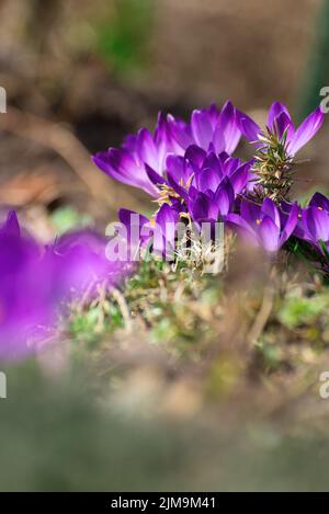 Schöne Krokusse Frühling zuerst oniony. Gruppe von blühenden lila Blumen, gut für Grußkarten. Stockfoto