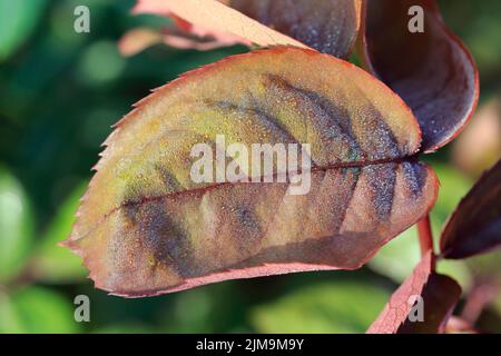 Einzelne Rosenblüten mit Morgentau. Stockfoto