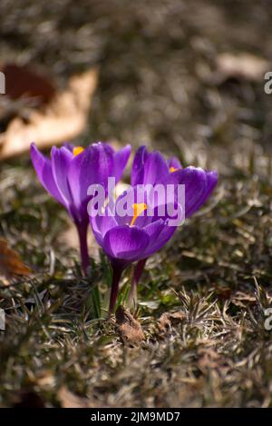 Schöne Krokusse Frühling zuerst oniony. Gruppe von blühenden lila Blumen, gut für Grußkarten. Stockfoto