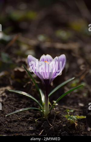 Schöne Krokusse Frühling zuerst oniony. Gruppe von blühenden lila Blumen, gut für Grußkarten. Stockfoto