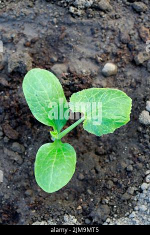 Sämling der Zucchini-Pflanze, Cucurbita pepo subsp. Pepo convar. Giromontiina Stockfoto