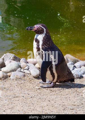 Humbolt Penguin schaut nach links im Profil mit einem Pool im Hintergrund Stockfoto