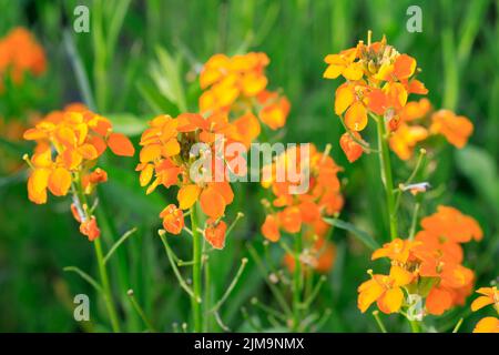 Ägäische Wallflower, gemeine Wallflower, Erysimum cheiri Stockfoto